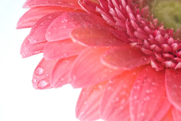 Różowy stokrotka gerbera z wody spadnie isol — Zdjęcie stockowe