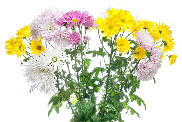 Chrysanthemum bouquet isolated on white — Stock Photo, Image