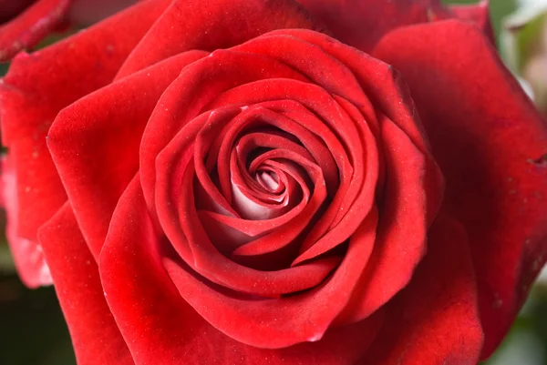 Detail fotografie z červené růže — Stock fotografie