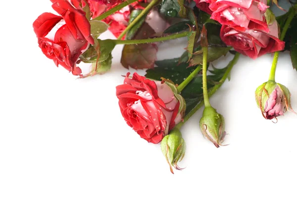 Czerwony bukiet róż na białym tle — Zdjęcie stockowe