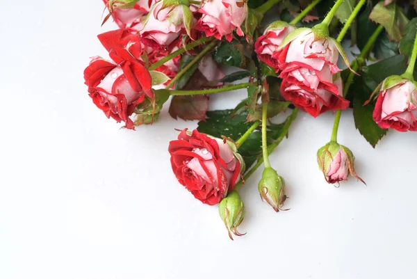 孤立在白色的红玫瑰花束 — 图库照片