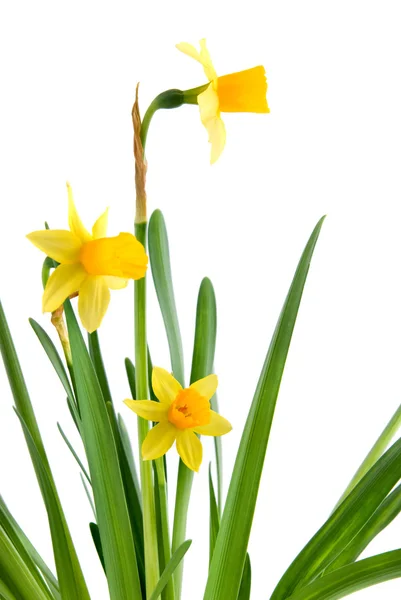 Narcissus isolated on white — Stock Photo, Image