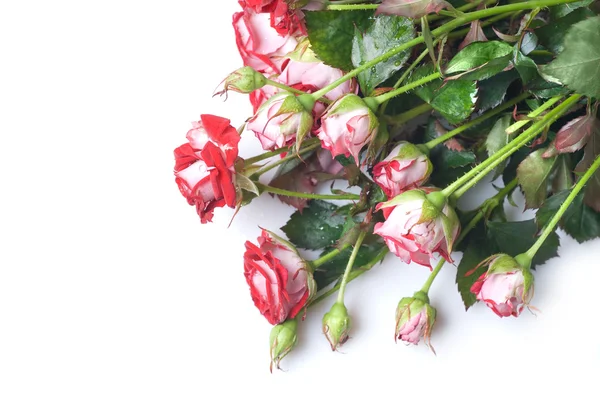 흰색 절연 빨간 장미 꽃다발 — 스톡 사진