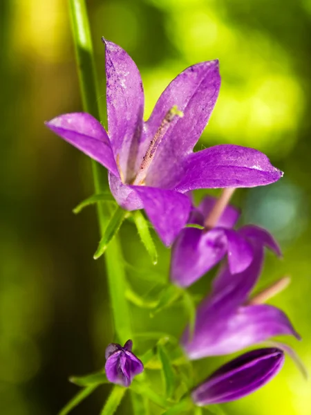 stock image Bluebell