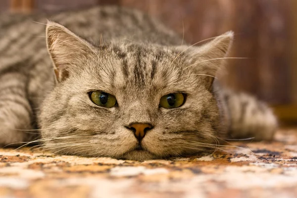 stock image Cat on the carpet