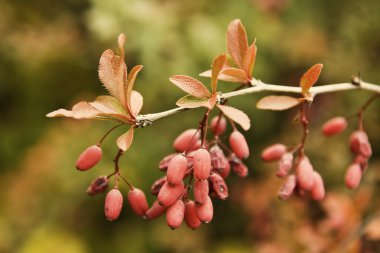 Barberries