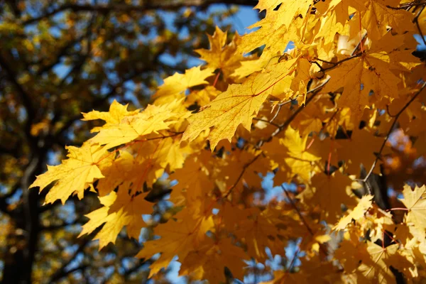 stock image Autumn leaves