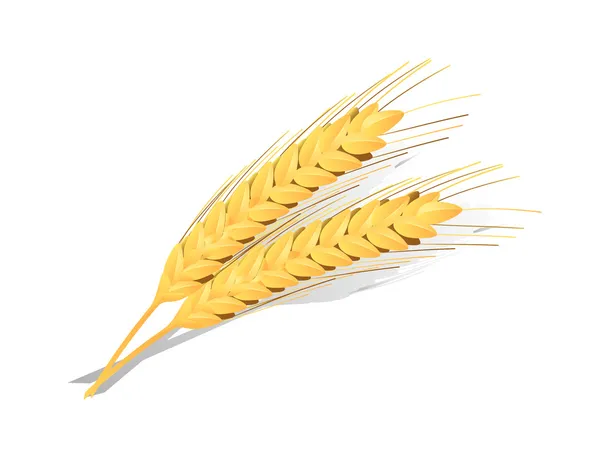 Ähren des Weizens detailliertes Vektorsymbol — Stockvektor