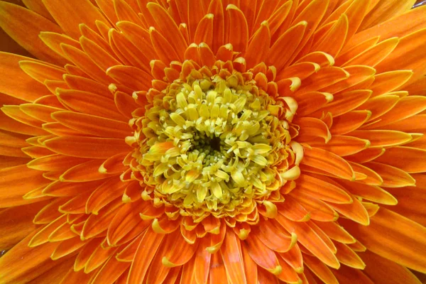 Ένα λουλούδι από κοντά Εικόνα Αρχείου