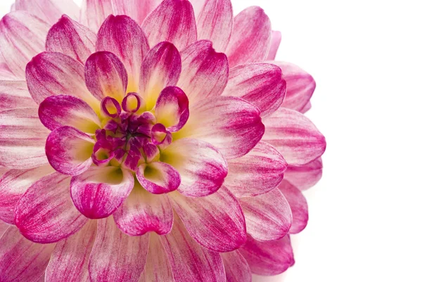 Крупный план розовой георгины — стоковое фото