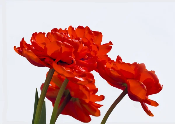 Otwarty tulipan — Zdjęcie stockowe