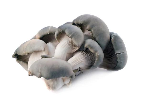 stock image Mushrooms