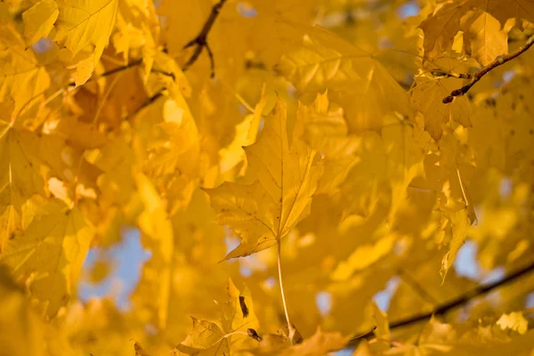 Золота осінь - жовтий Кленові листи — стокове фото