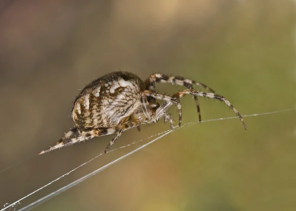 大蜘蛛在蛛网上的特写 — 图库照片