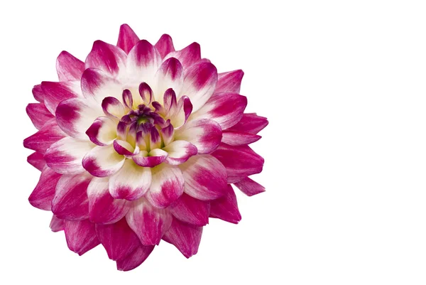Nahaufnahme der schönen rosa Dahlie — Stockfoto