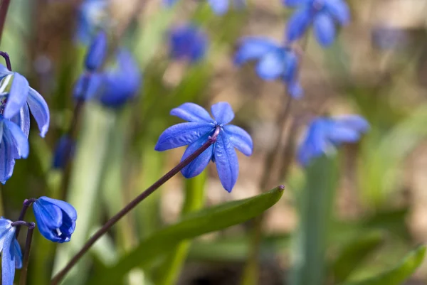 stock image Blue snowdrop