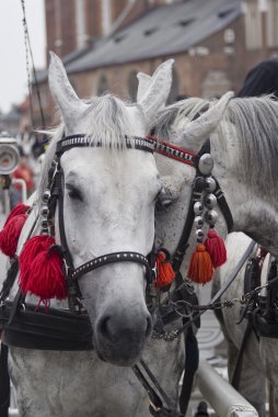 Two beautiful harnessed horses clipart