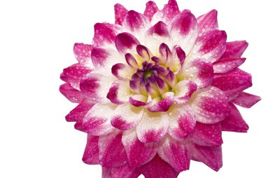 Pembe ıslak dahlia (georgina) damlacıkları ile