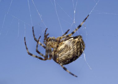 Macro of spider on web clipart