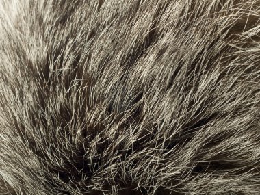 Background and texture - polar Fox fur clipart