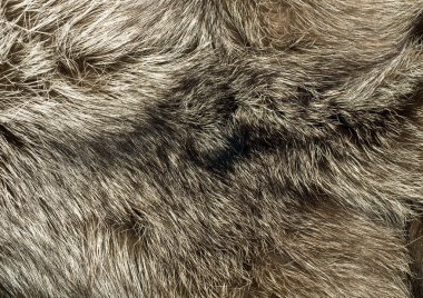 Background - beautiful fur of polar Fox clipart