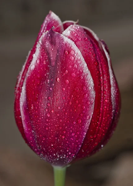 Tulipe rouge avec gouttelettes — Photo