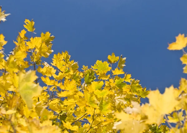 Žlutá Javorové listy a modrá obloha — Stock fotografie