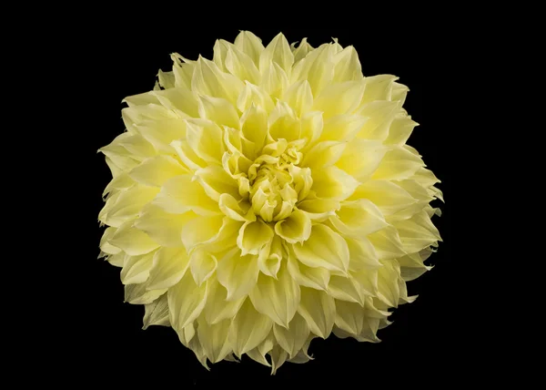 Yellow golden-daisy bud over black — Stock Photo, Image