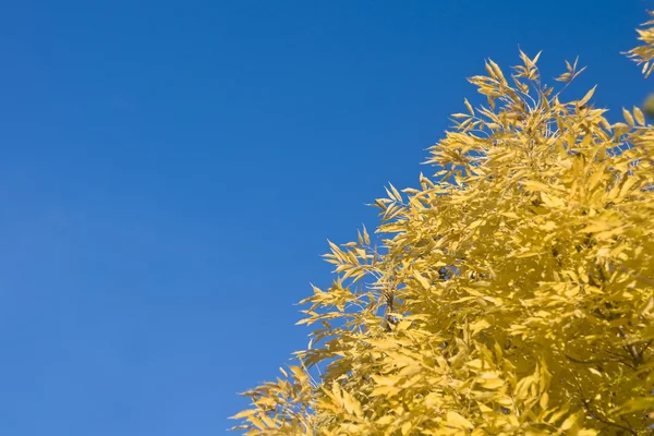 Чудесное падение - желтые листья дерева — стоковое фото