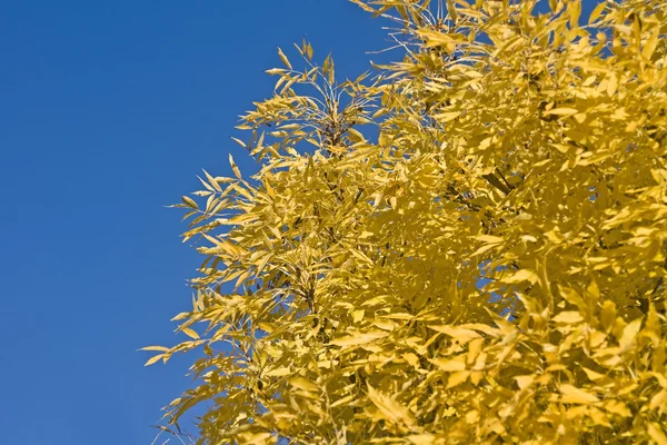 Outono maravilhoso - folhas amarelas — Fotografia de Stock