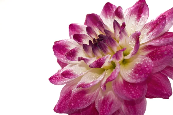 Dalia rosa húmeda — Foto de Stock