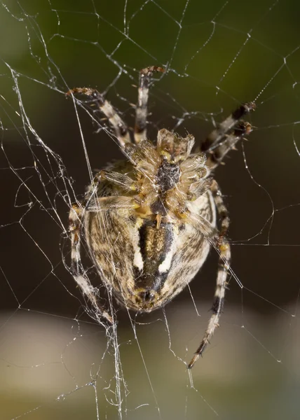 Primo piano di Bella ragno — Foto Stock