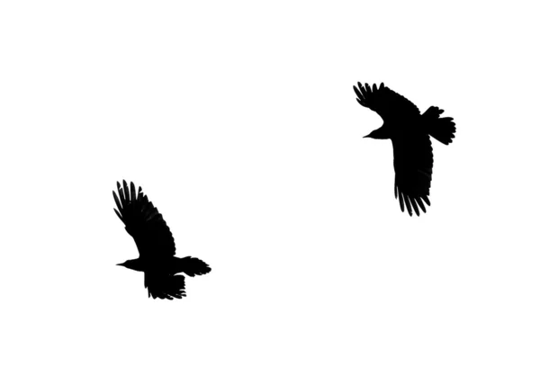 stock image Two birds silhouettes