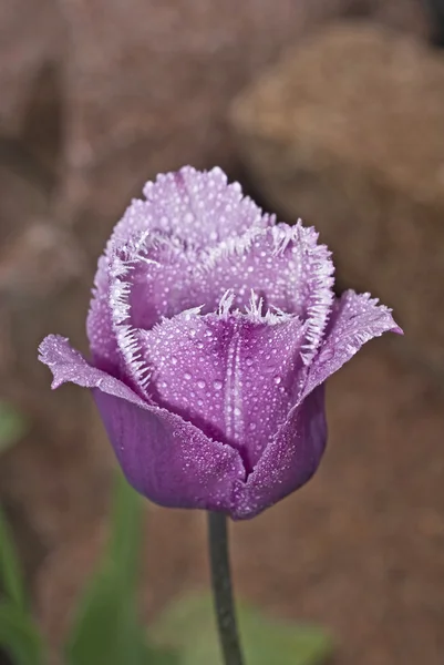 Hermoso tulipán con gotitas — Foto de Stock