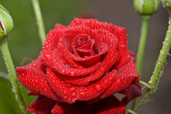 Красная влажная роза с капельками воды — стоковое фото