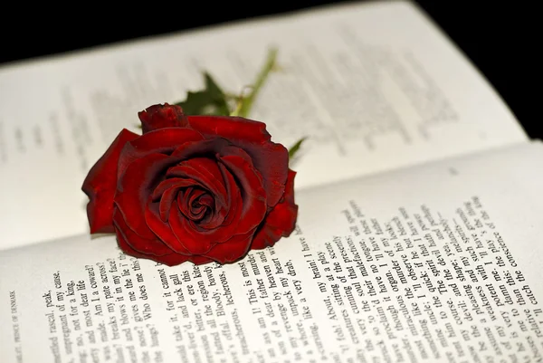 Rode roos op het boek — Stockfoto