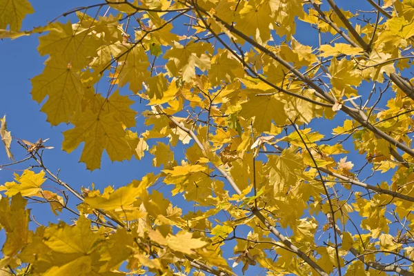 黄色叶子的枫树分行 — 图库照片