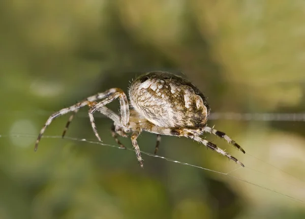 Makro av stor spindel på spindelnät — Stockfoto