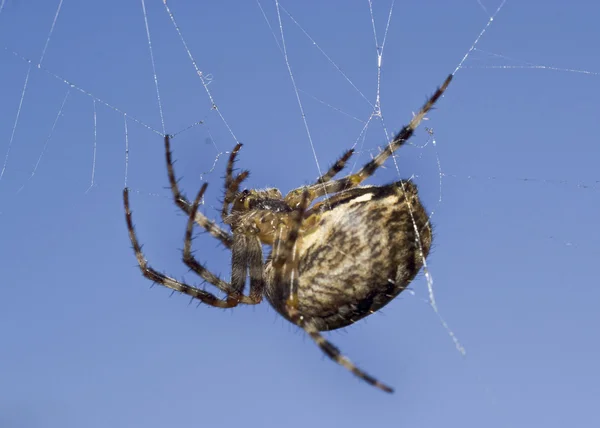 Makro av spindel på webben — Stockfoto