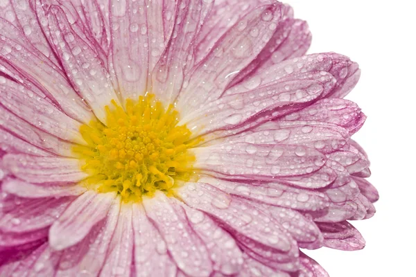 金菊花与液滴的宏 — 图库照片