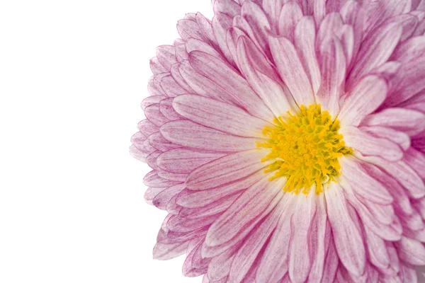 Macro van gouden-daisy of chrysant — Stockfoto