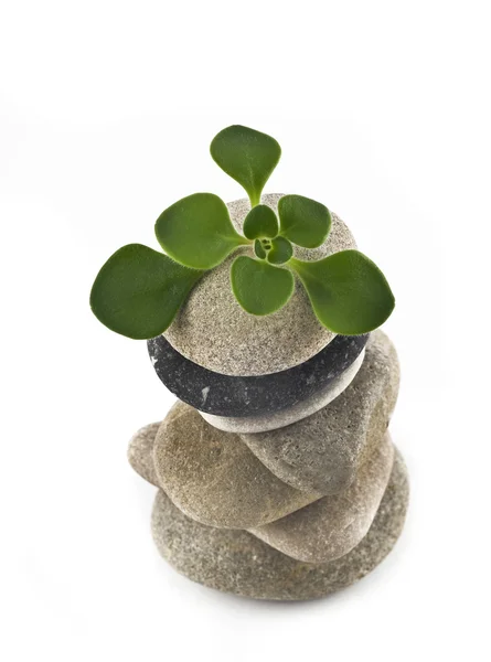 Vida - torre de piedra con planta verde — Foto de Stock