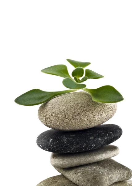 Grönt liv - balanserad sten torn — Stockfoto