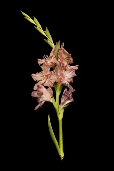 Gladiolus flower over black — Stock Photo, Image