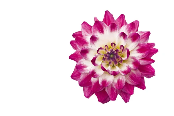Flowers. Close-up of pink dahlia — Stock Photo, Image