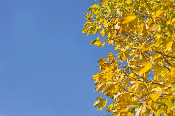 Vallen. gele esdoorn bladeren en blauwe hemel — Stockfoto