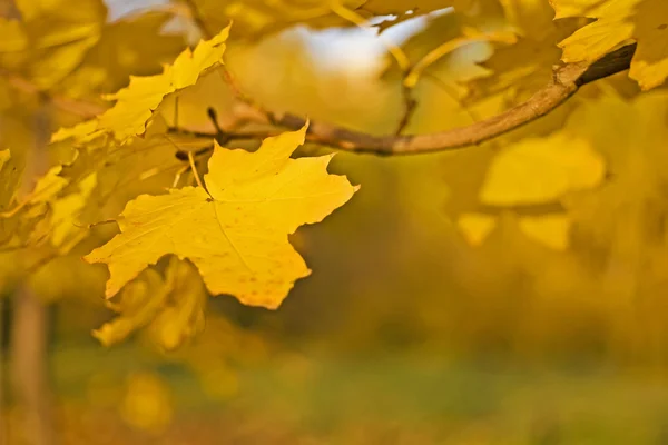 Fall - yellow leaf — Stock Photo, Image