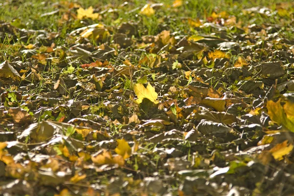 Colorido otoño - Hojas de arce —  Fotos de Stock