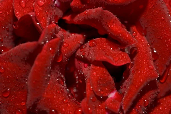 Close-up van de natte rose bud — Stockfoto