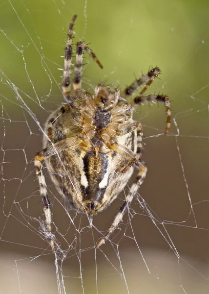 Großaufnahme einer großen Spinne — Stockfoto